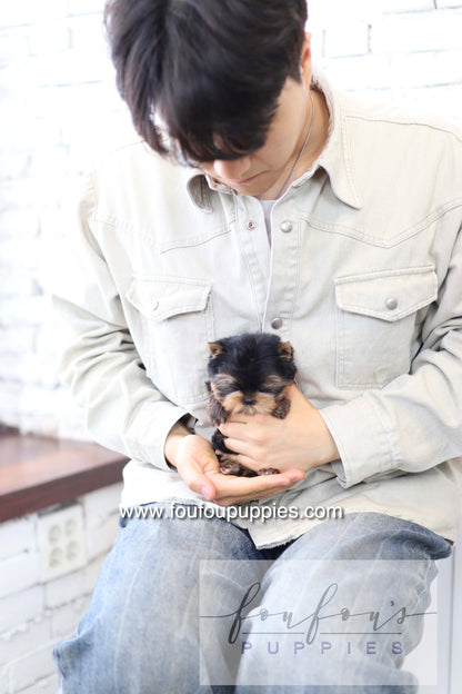 Milo - Yorkshire Terrier M.