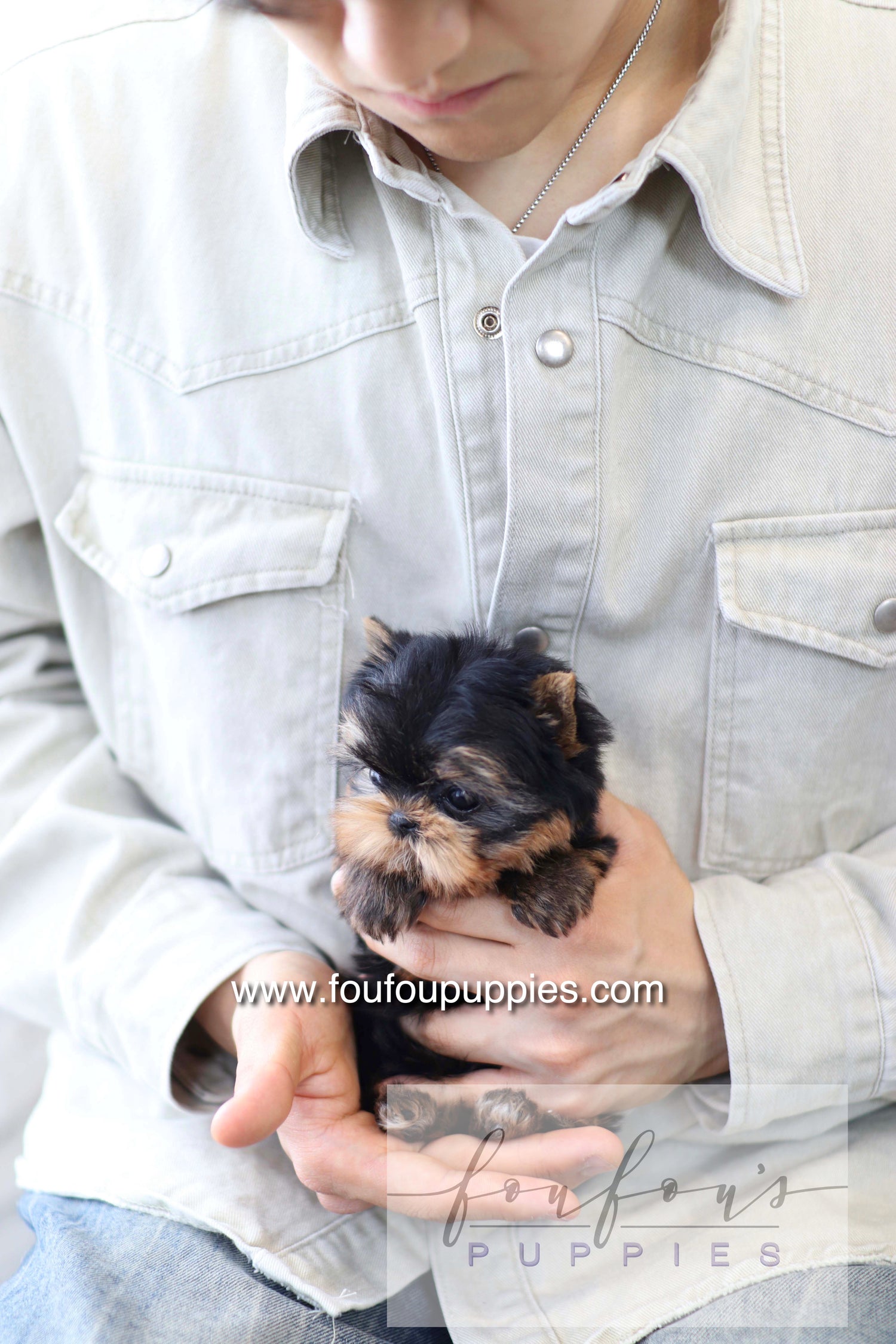 Milo - Yorkshire Terrier M.