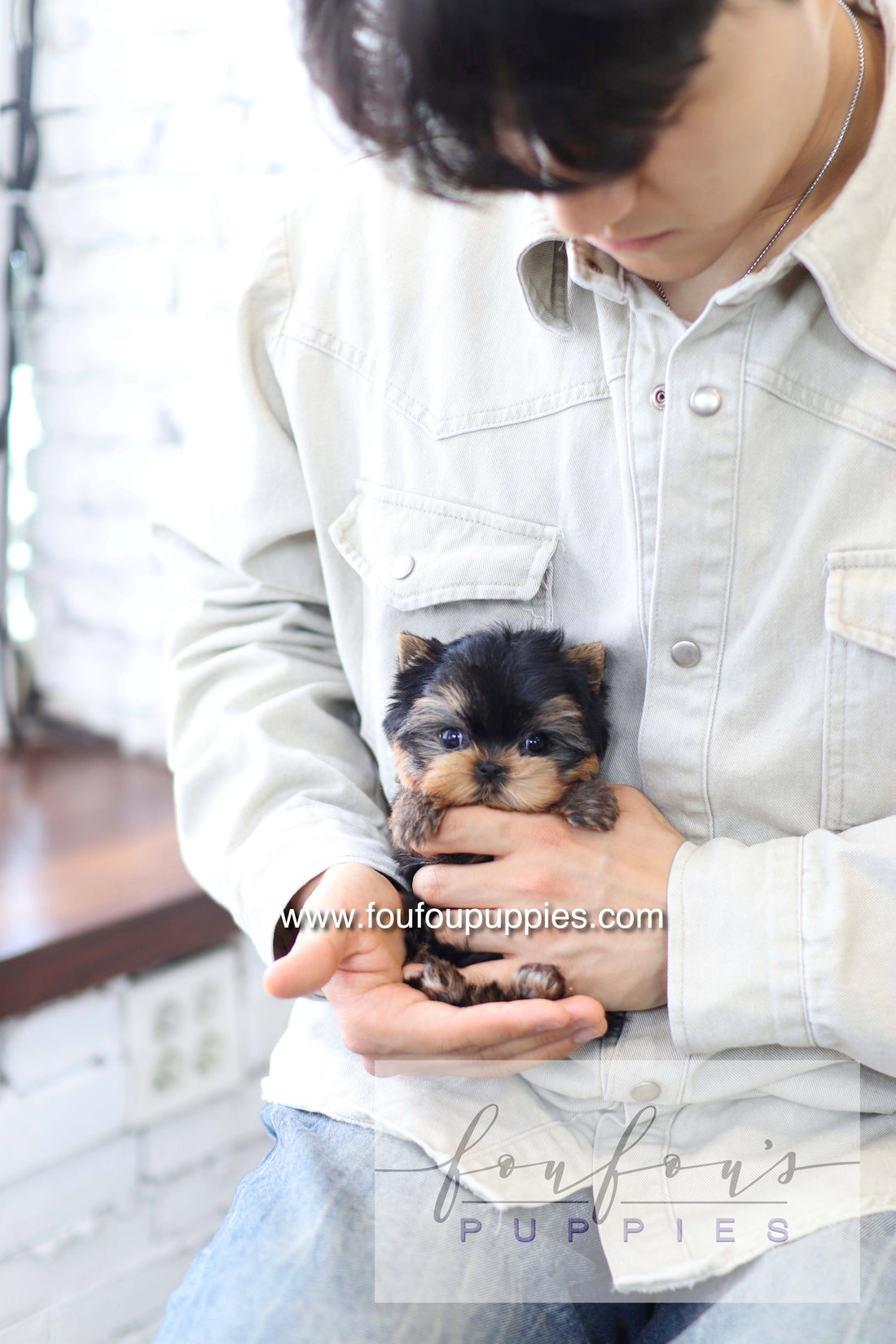 Milo - Yorkshire Terrier M.
