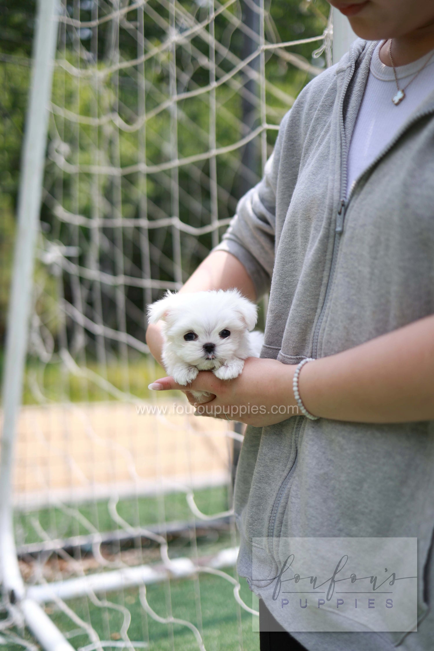 Elle - Maltese F.