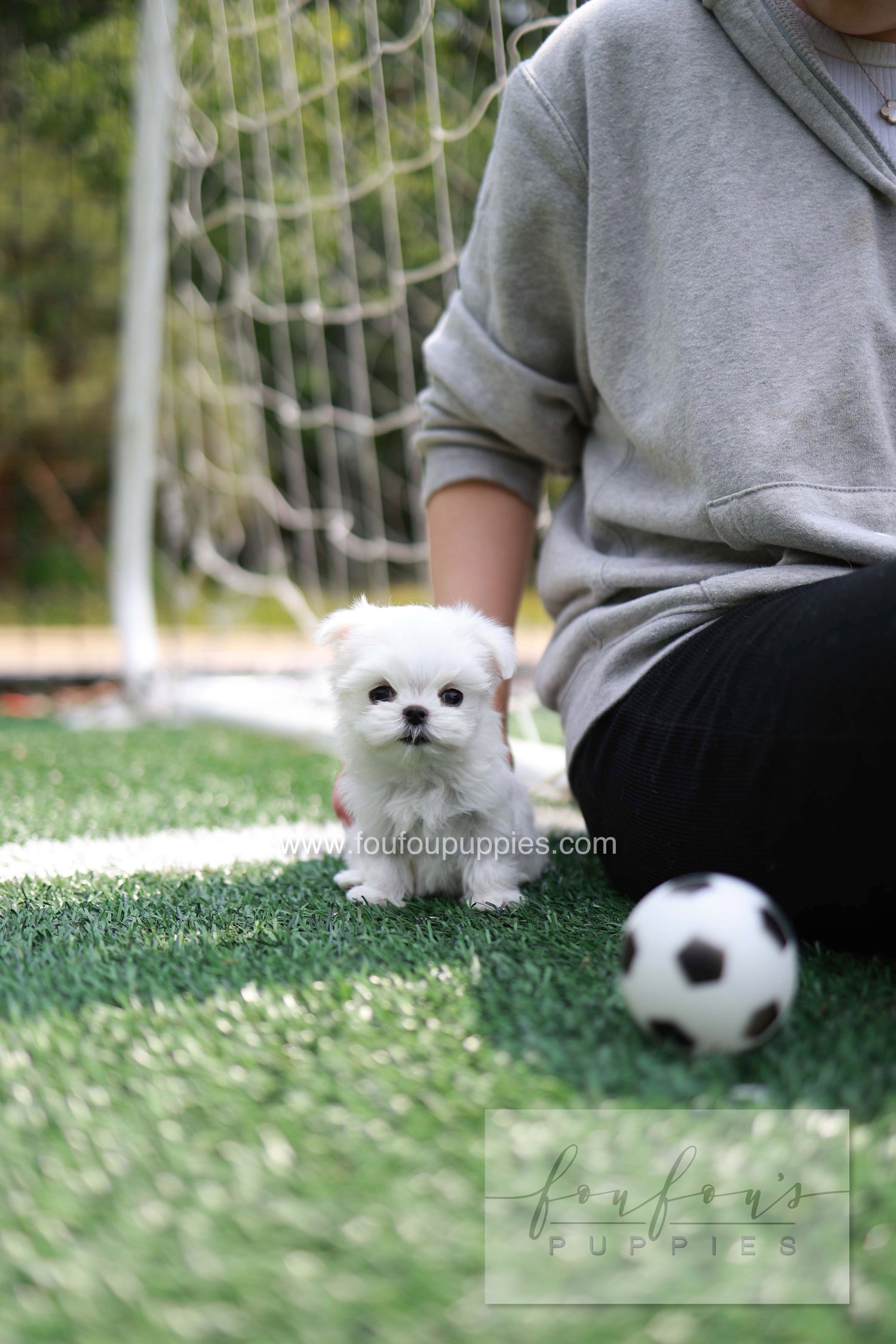 Elle - Maltese F.