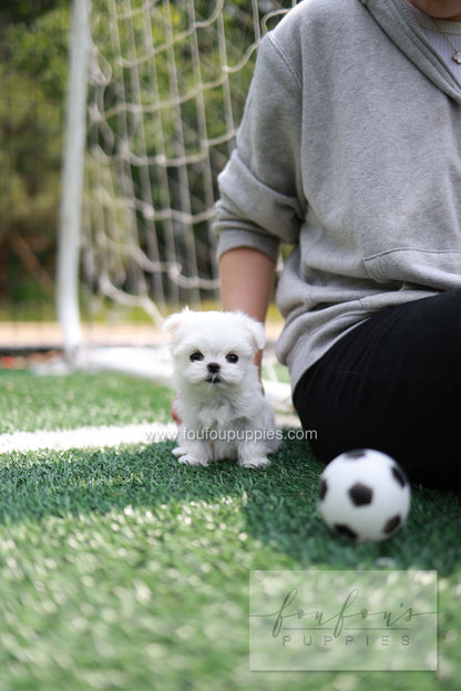 Elle - Maltese F.