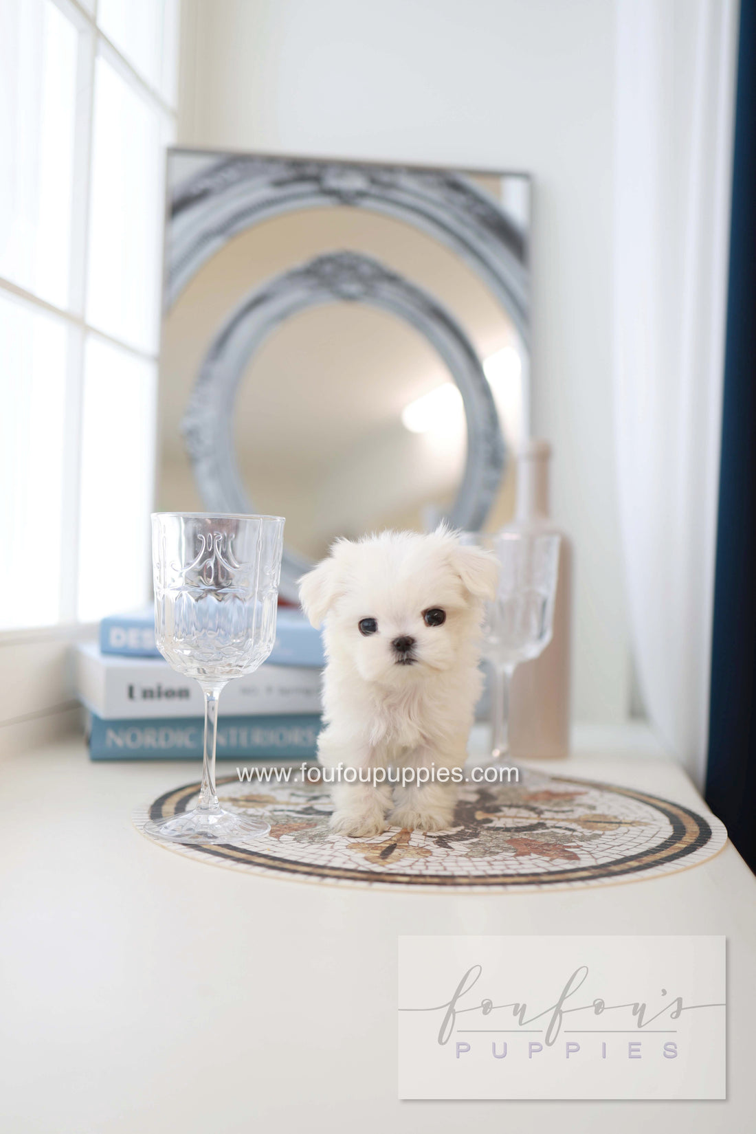 Pebbles - Maltese F.