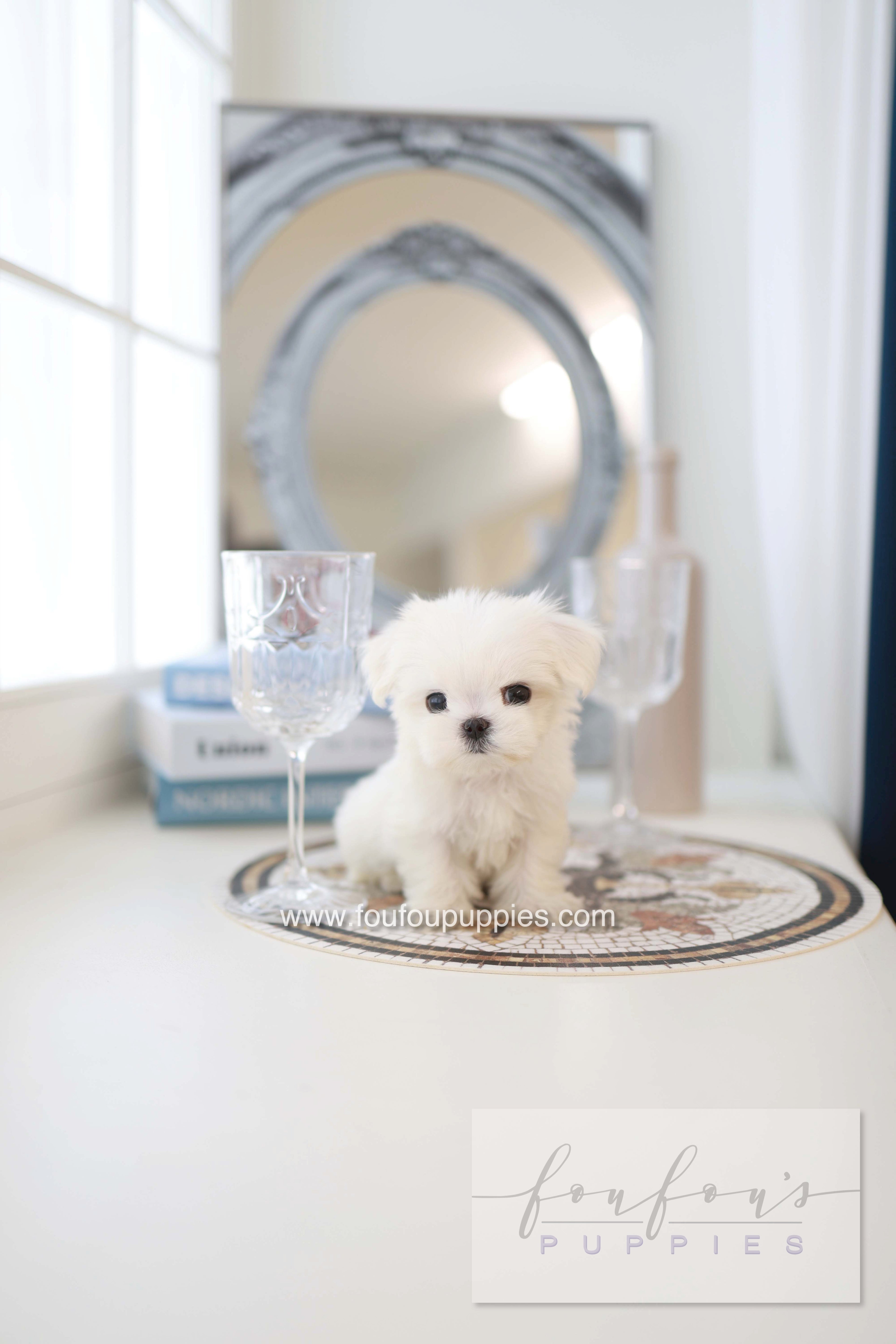 Pebbles - Maltese F.