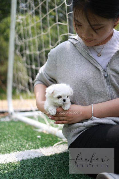 Elle - Maltese F.
