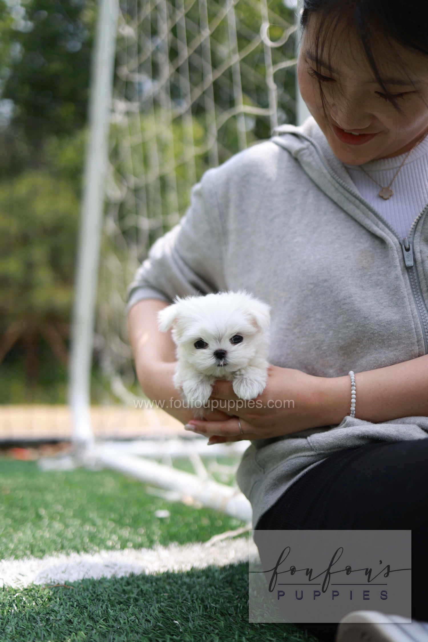 Elle - Maltese F.
