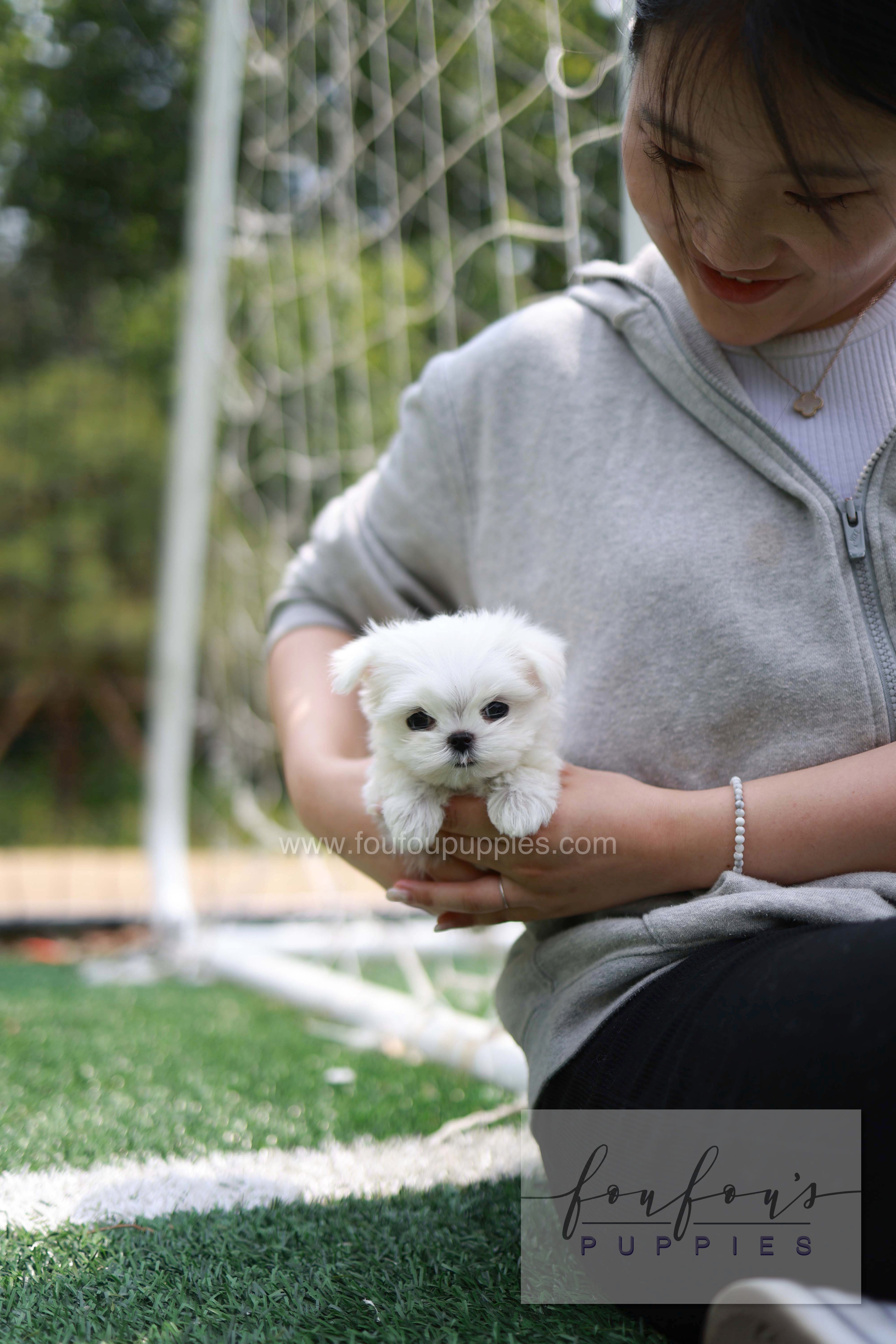 Elle - Maltese F.