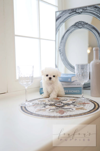 Pebbles - Maltese F.