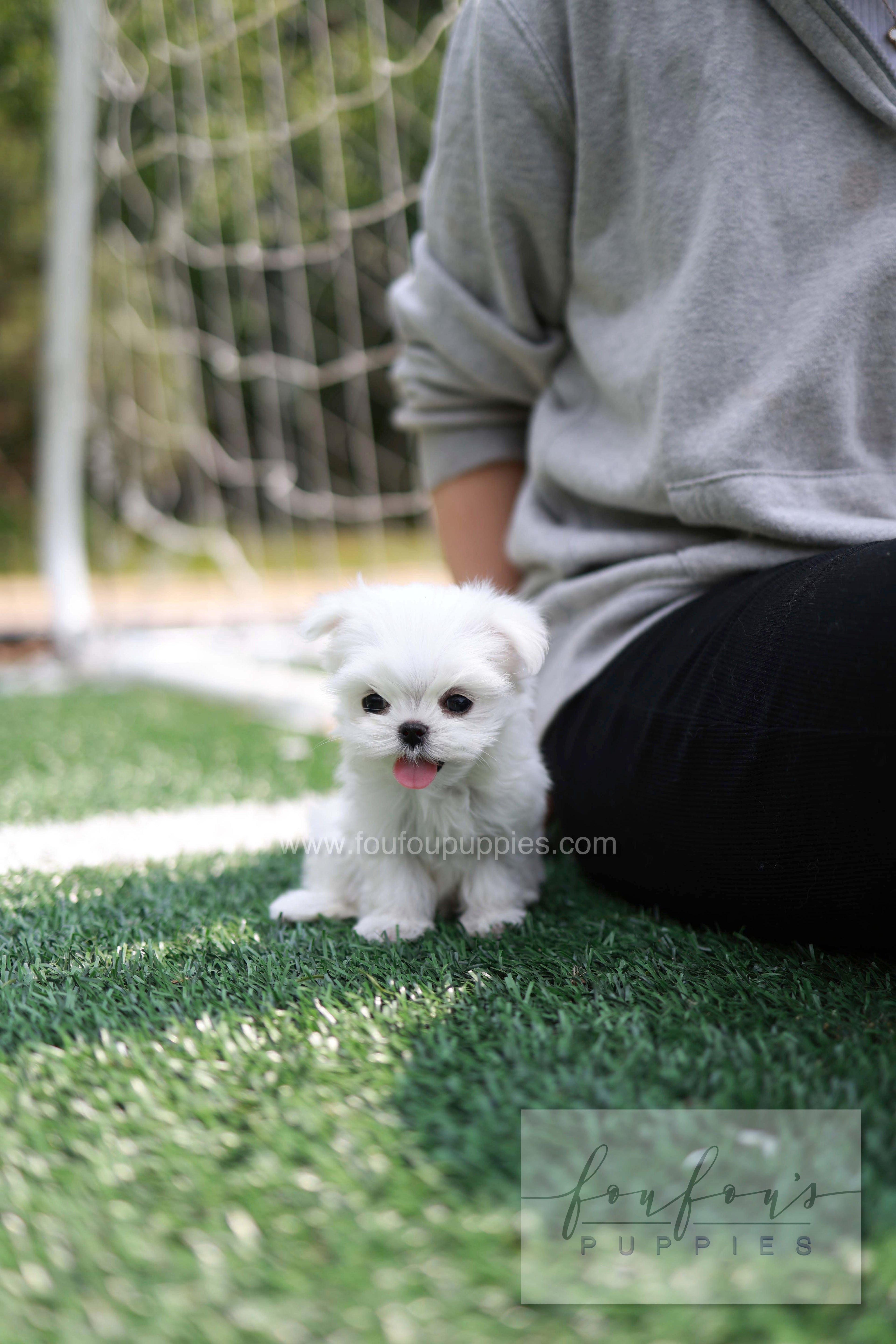 Elle - Maltese F.