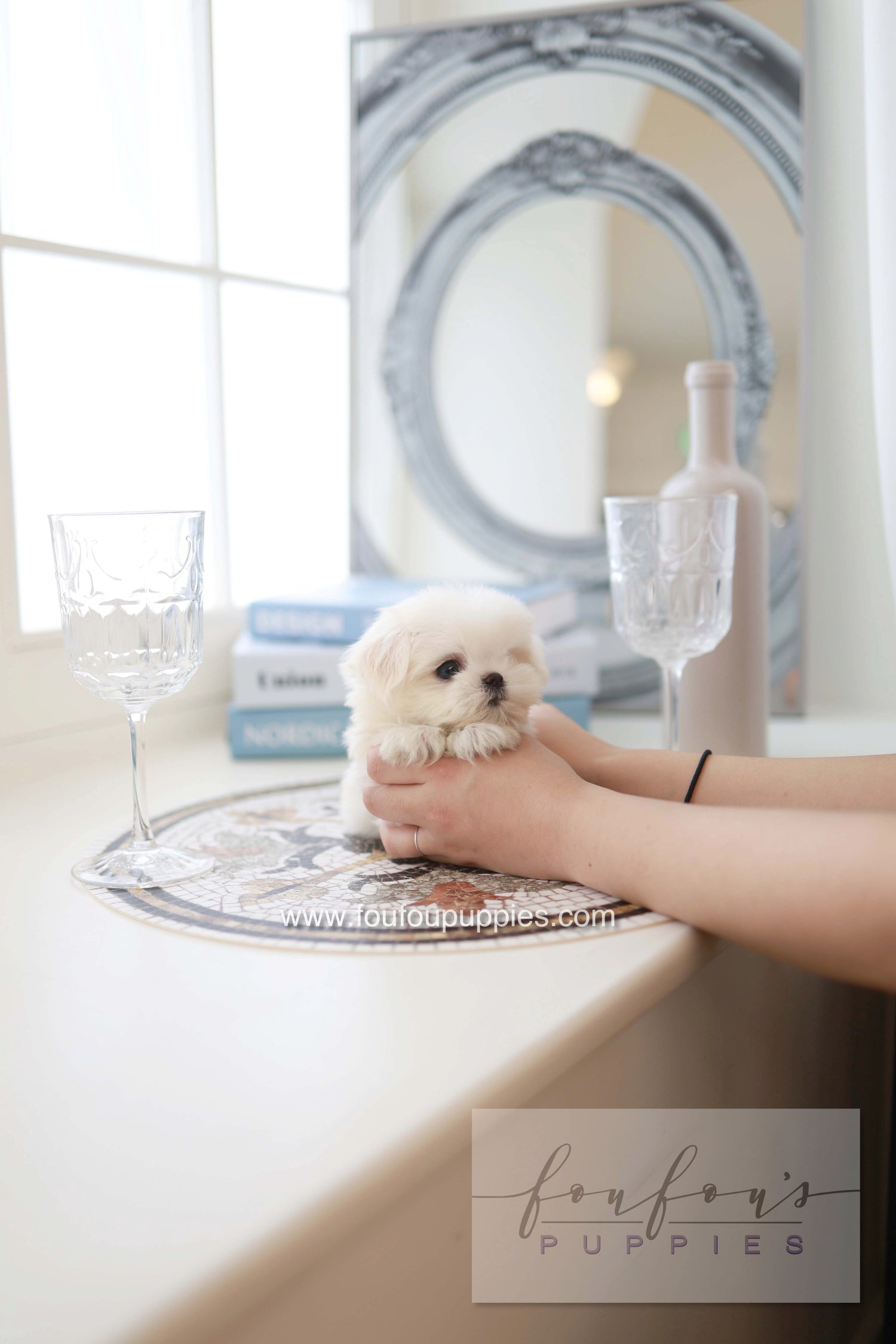 Pebbles - Maltese F.