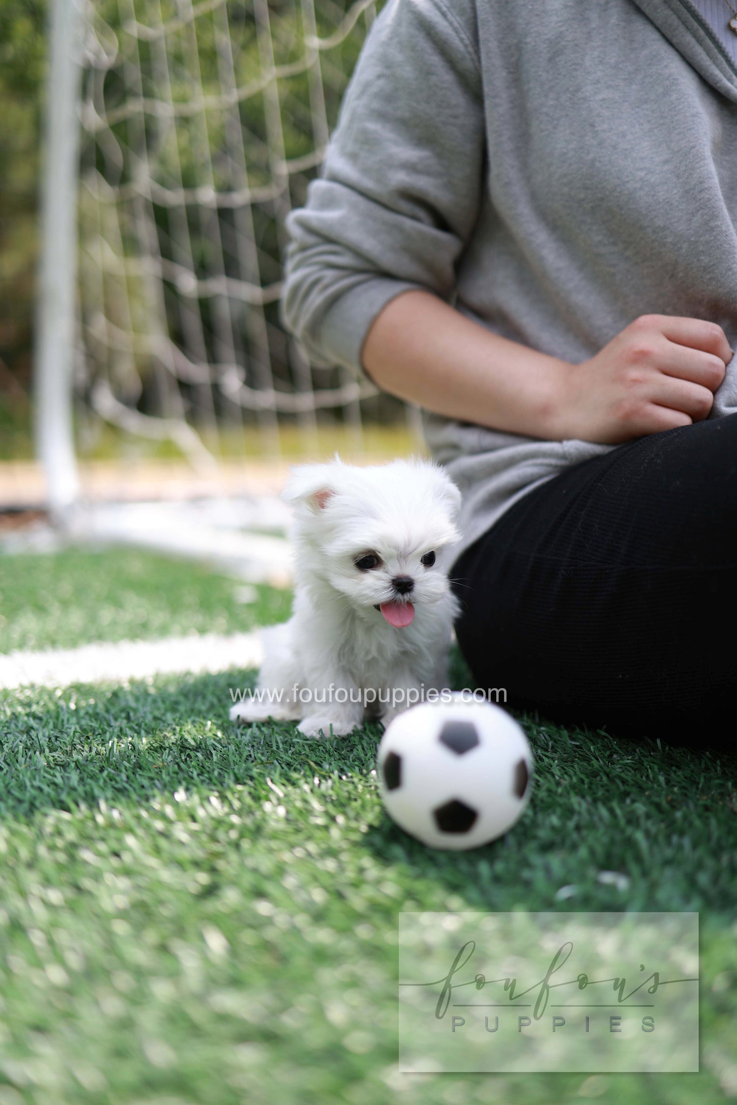 Elle - Maltese F.