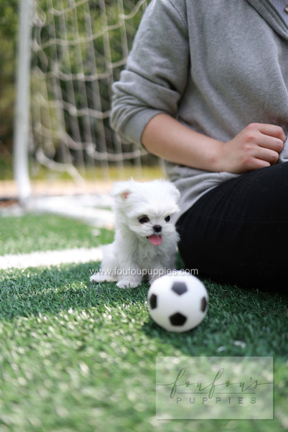 Elle - Maltese F.