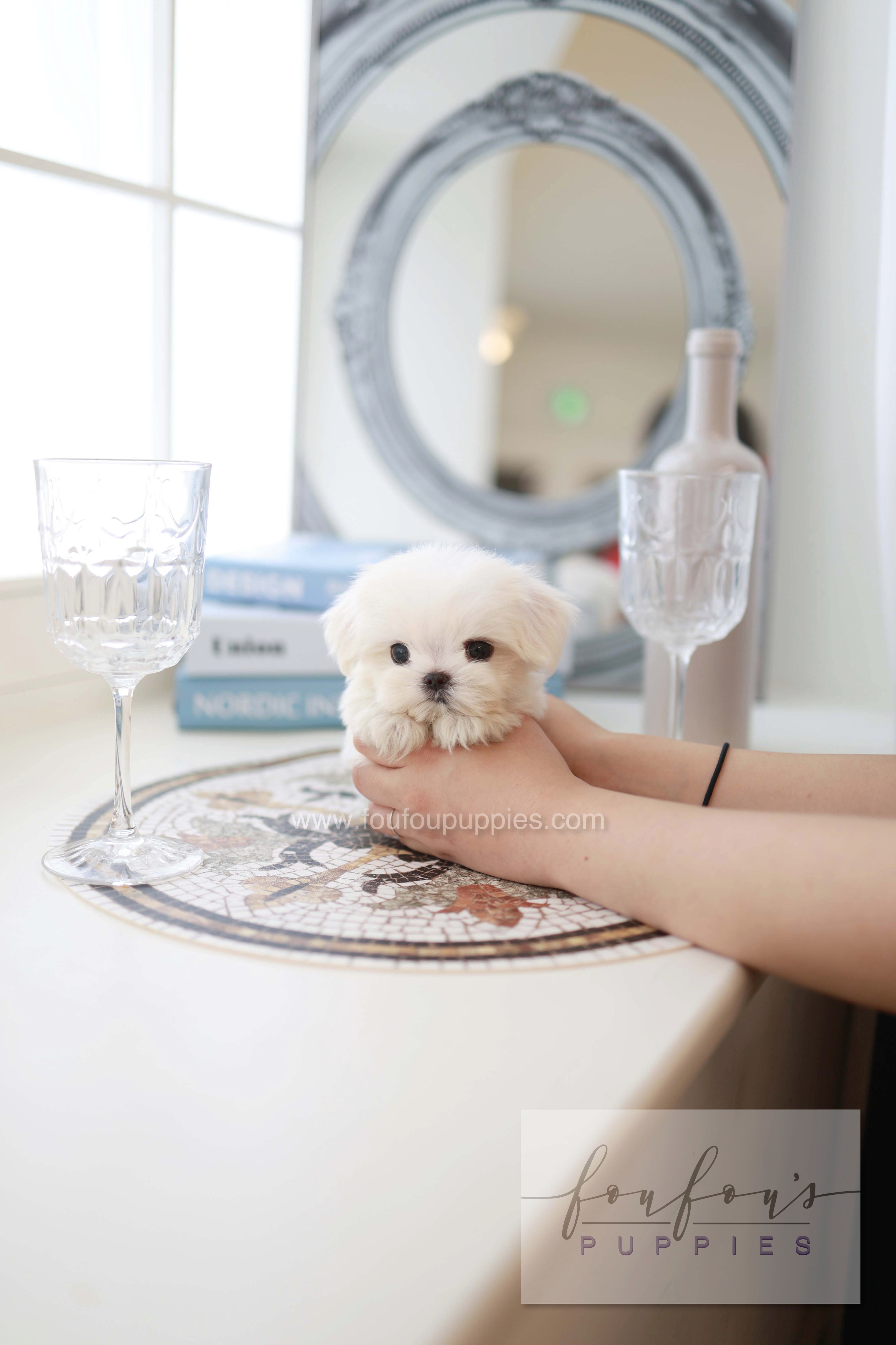 Pebbles - Maltese F.