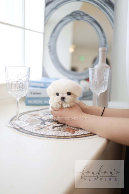 Pebbles - Maltese F.