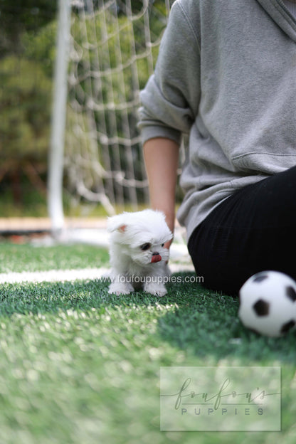 Elle - Maltese F.