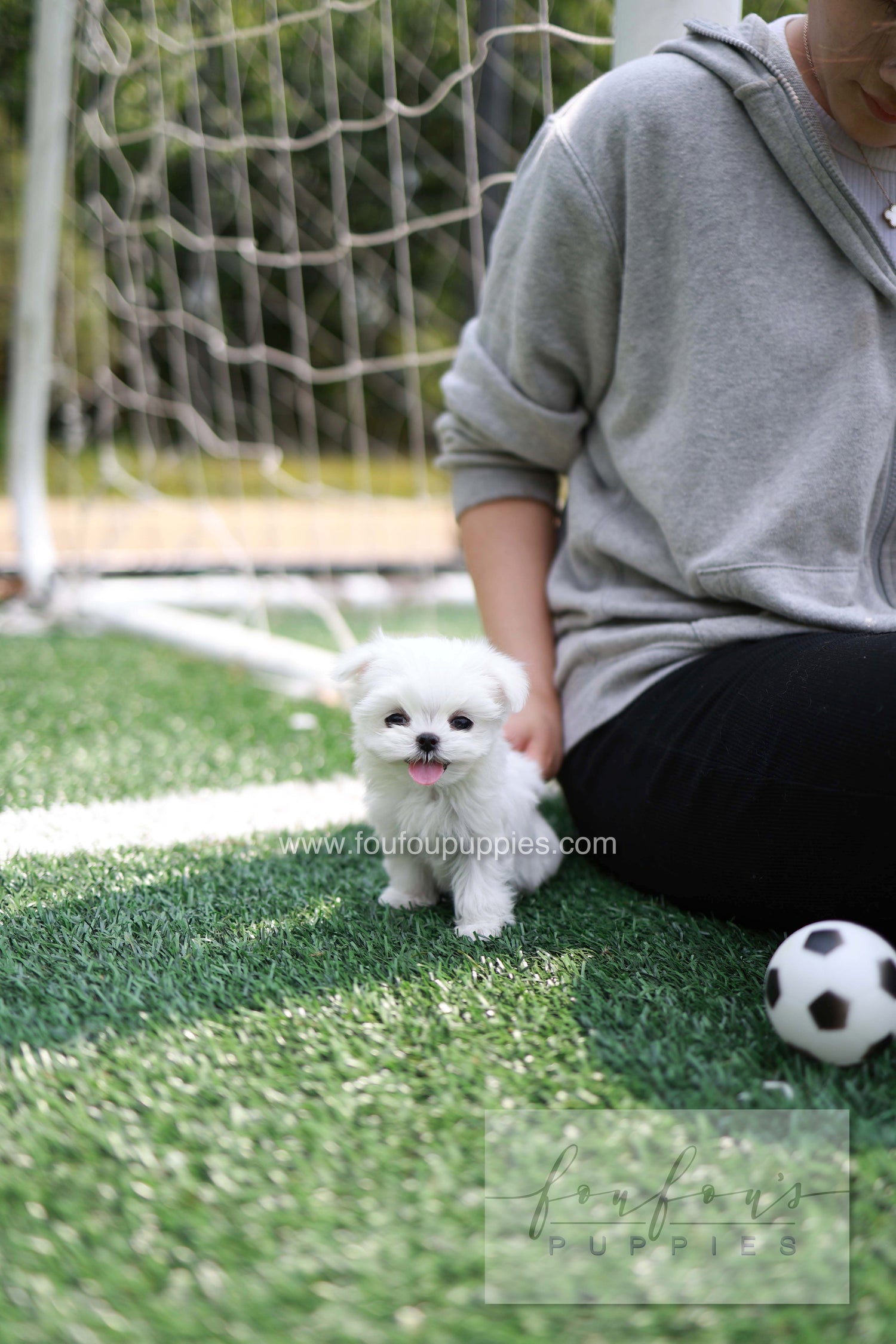 Elle - Maltese F.