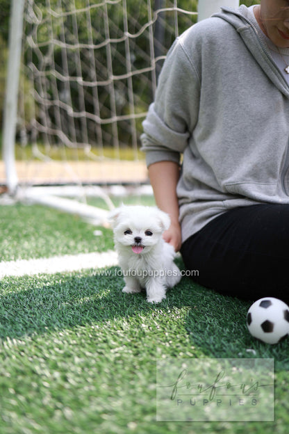Elle - Maltese F.