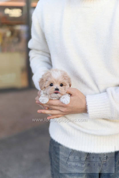 Rupert - Maltipoo M.