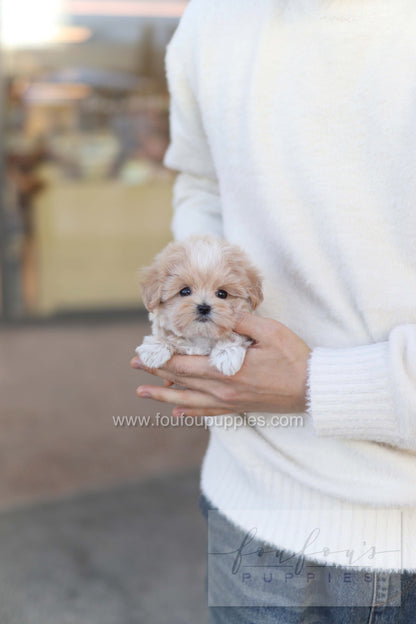 Rupert - Maltipoo M.