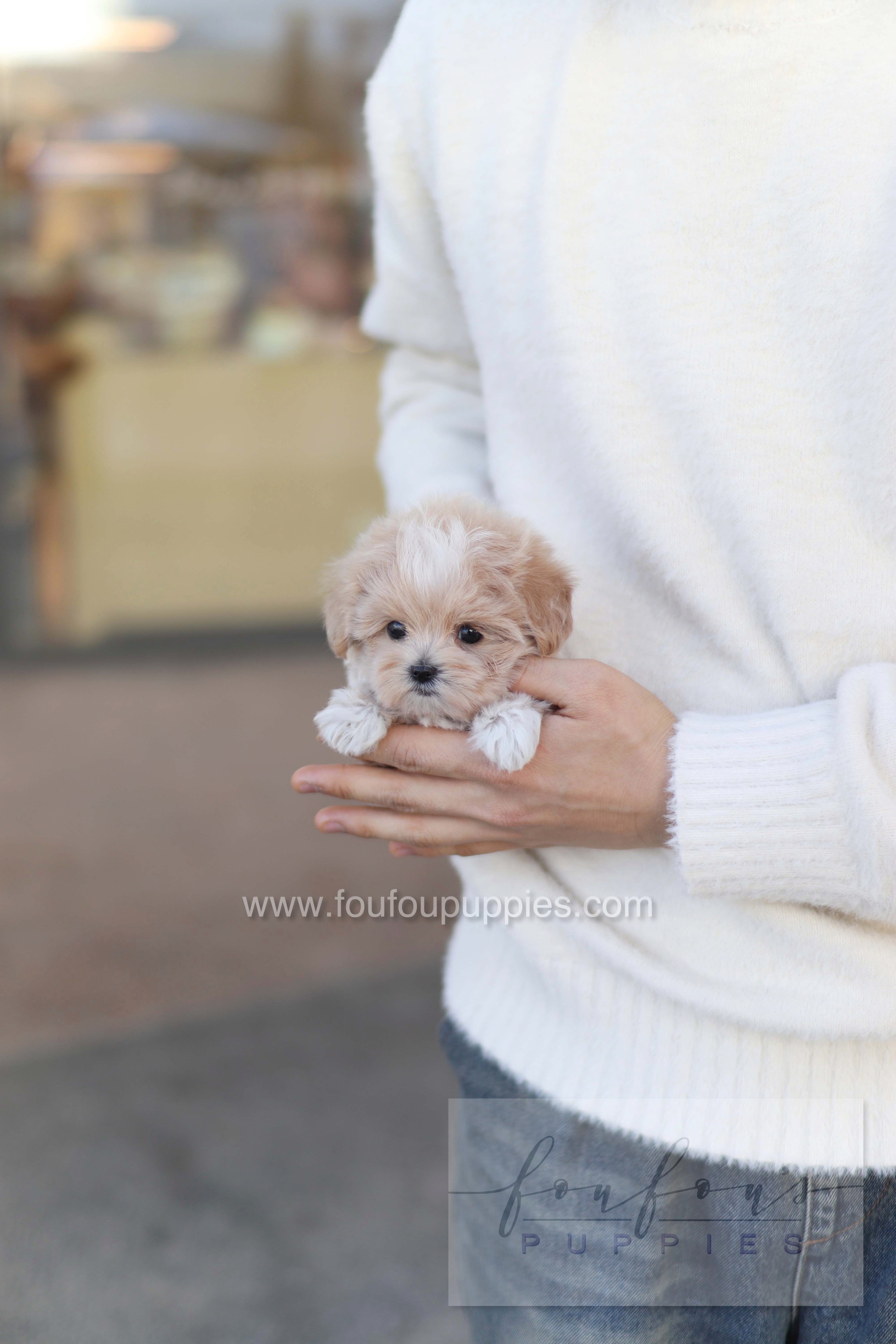 Rupert - Maltipoo M.