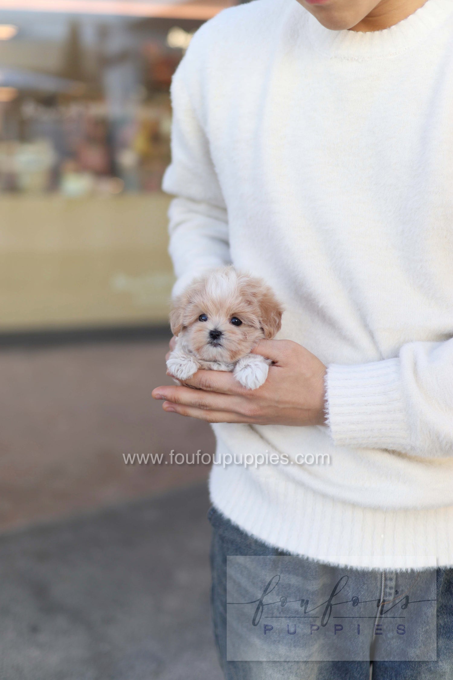 Rupert - Maltipoo M.