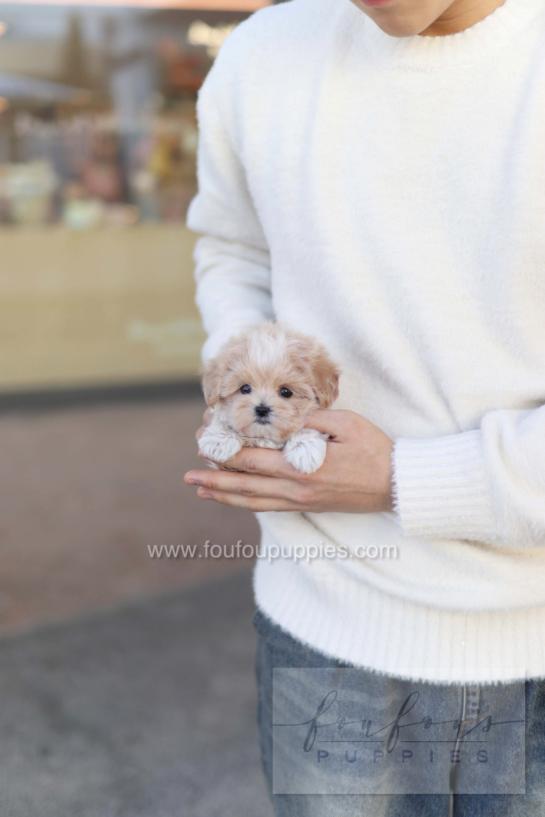 Rupert - Maltipoo M.