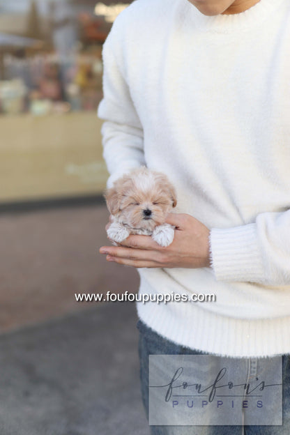 Rupert - Maltipoo M.