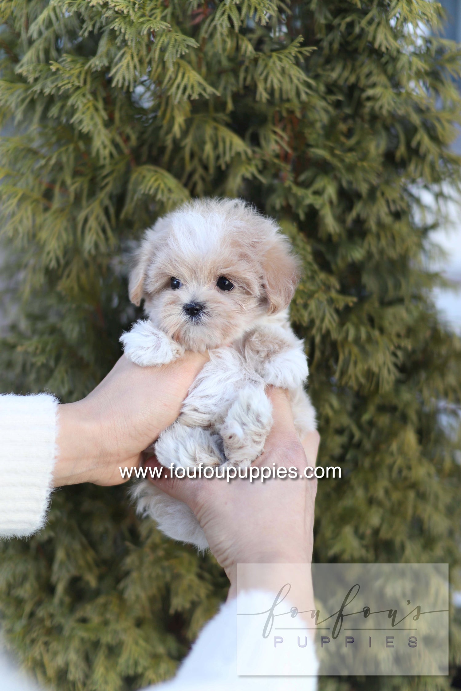 Rupert - Maltipoo M.