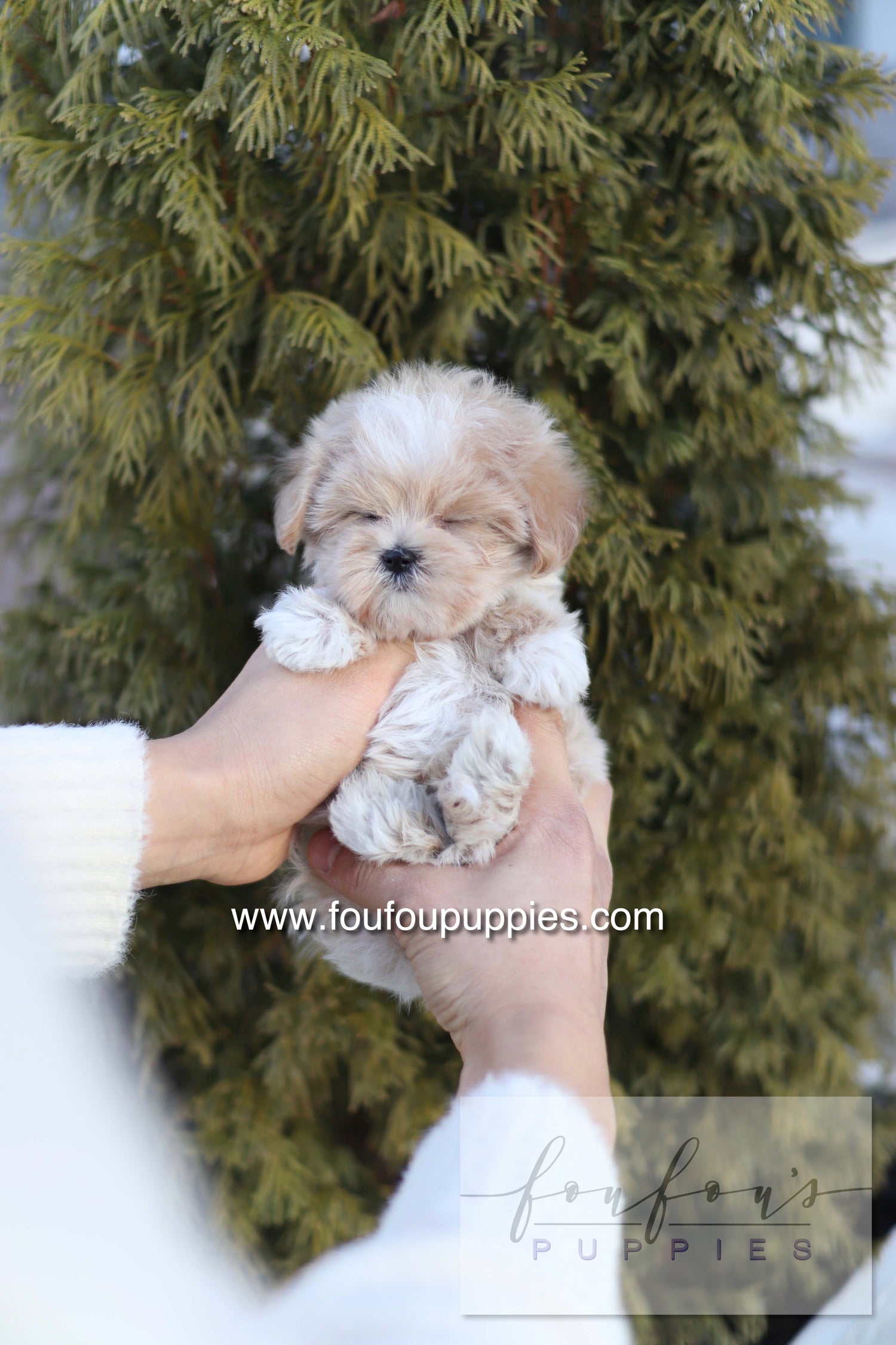 Rupert - Maltipoo M.