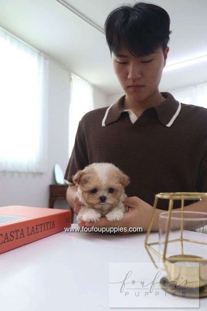 Cappuccino - Maltipoo M.