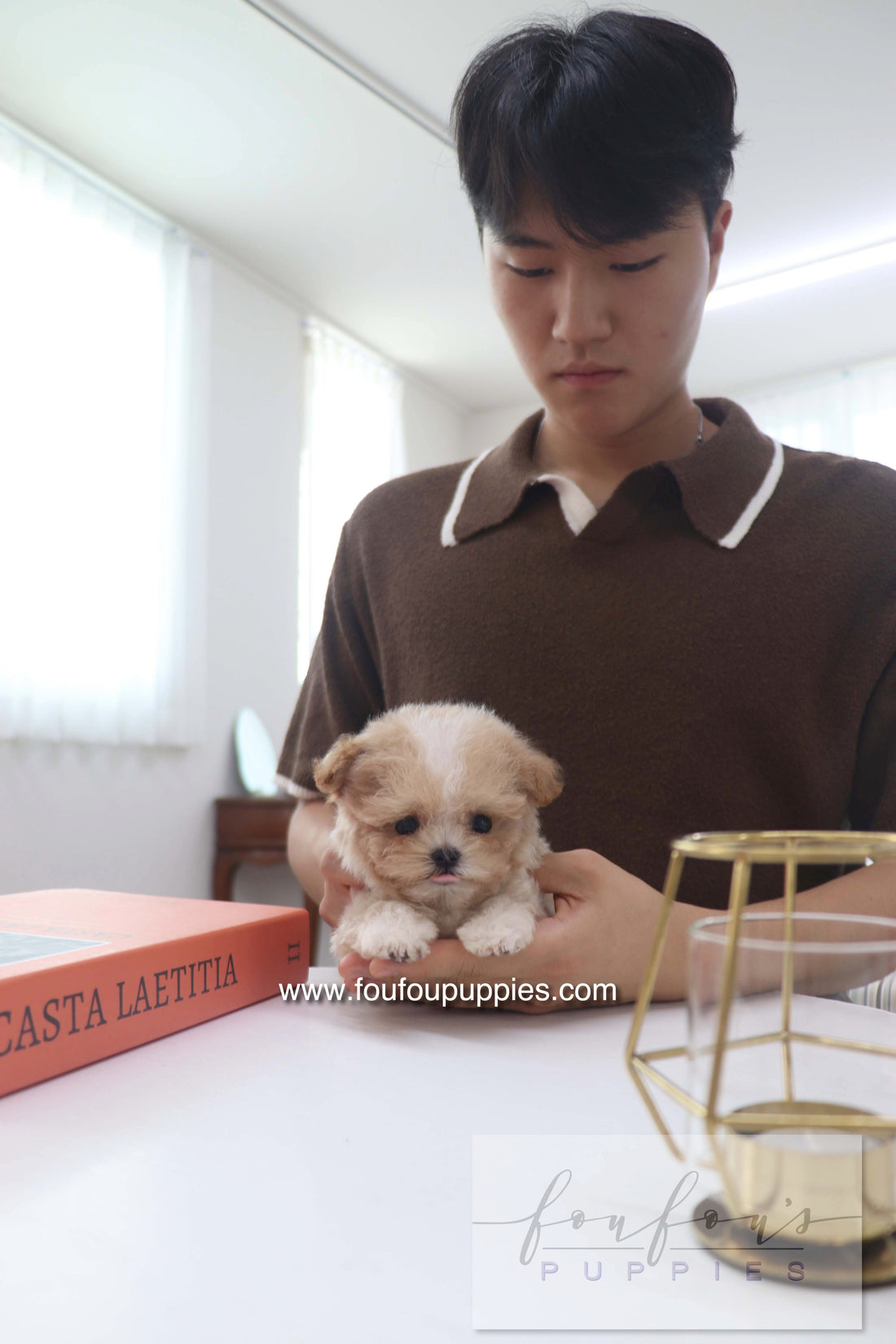 Cappuccino - Maltipoo M.