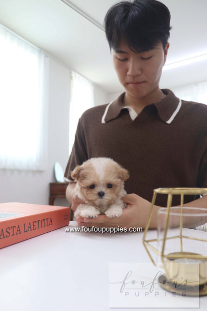 Cappuccino - Maltipoo M.