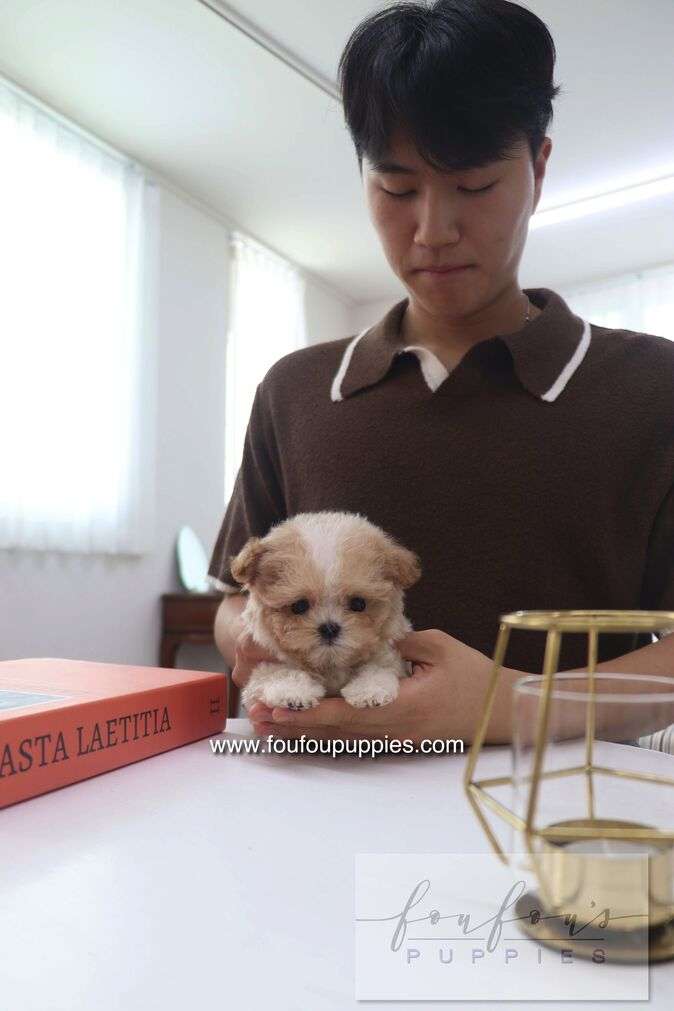 Cappuccino - Maltipoo M.