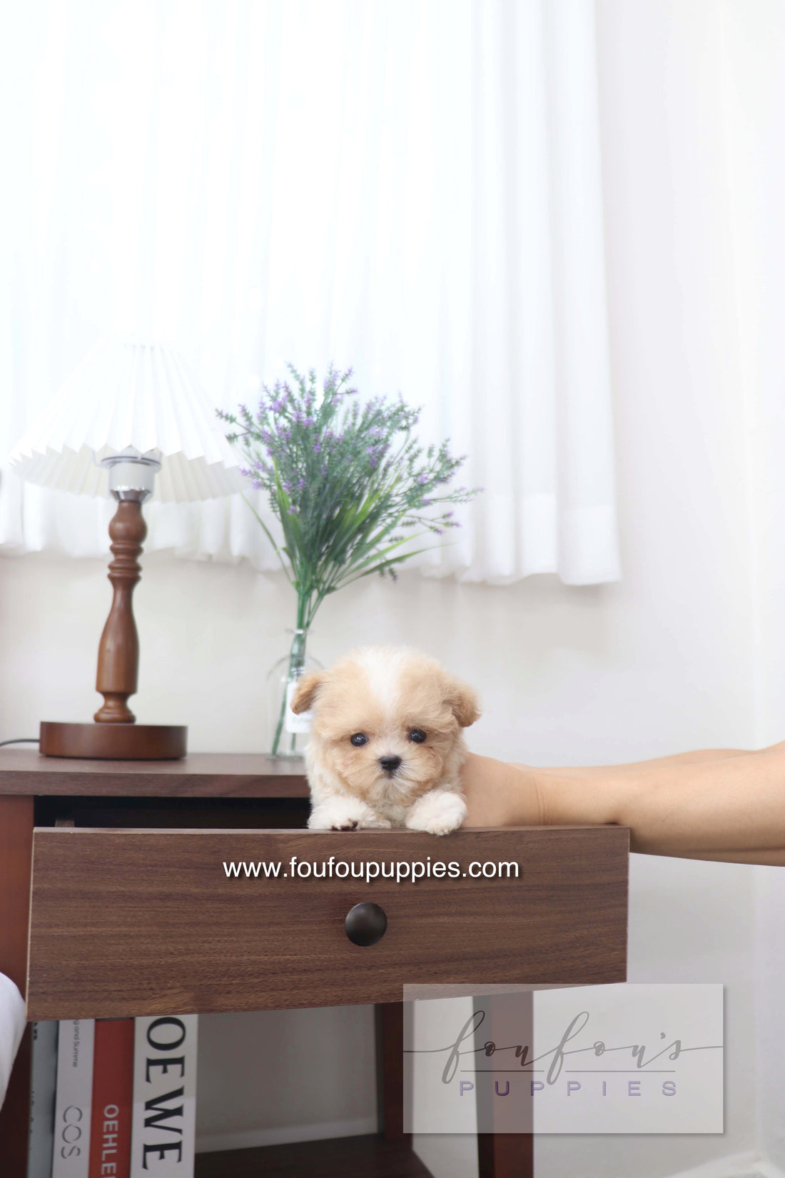 Cappuccino - Maltipoo M.
