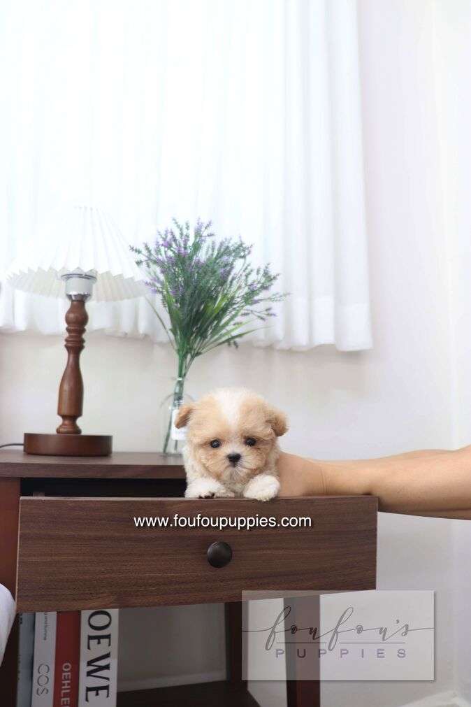 A small fluffy cream-colored puppy sits on a dark wood side table in a bright room with white curtains, a lamp, and a vase of purple flowers. 