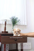 A small fluffy cream-colored puppy sits on a dark wood side table in a bright room with white curtains, a lamp, and a vase of purple flowers. 