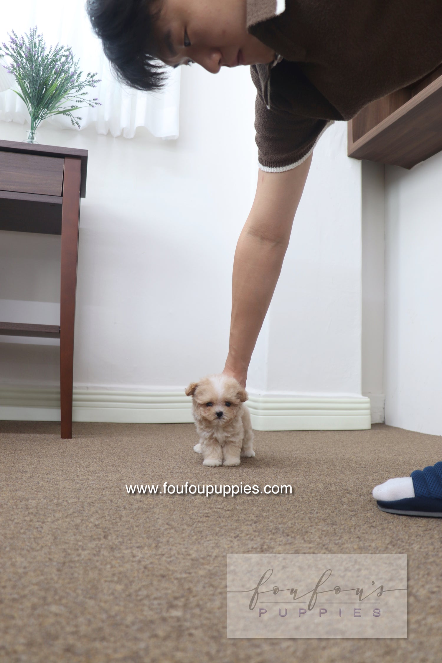 Cappuccino - Maltipoo M.