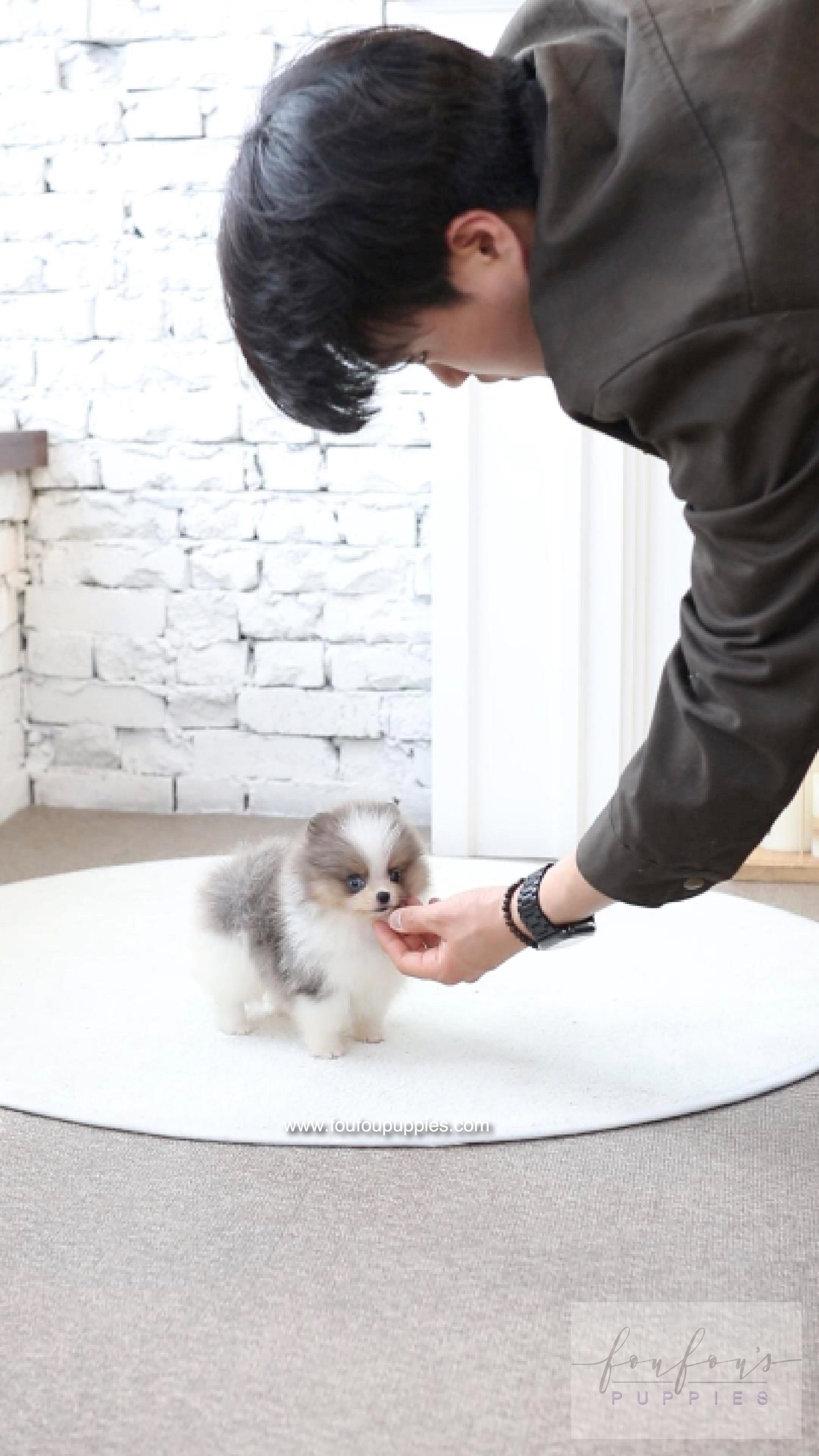 Aurélie - Pomeranian F.