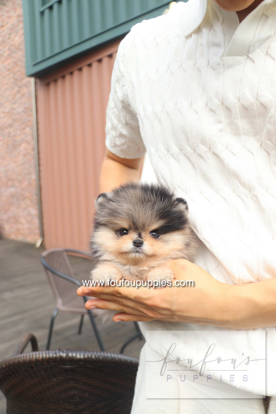 Cosmo - Pomeranian M.