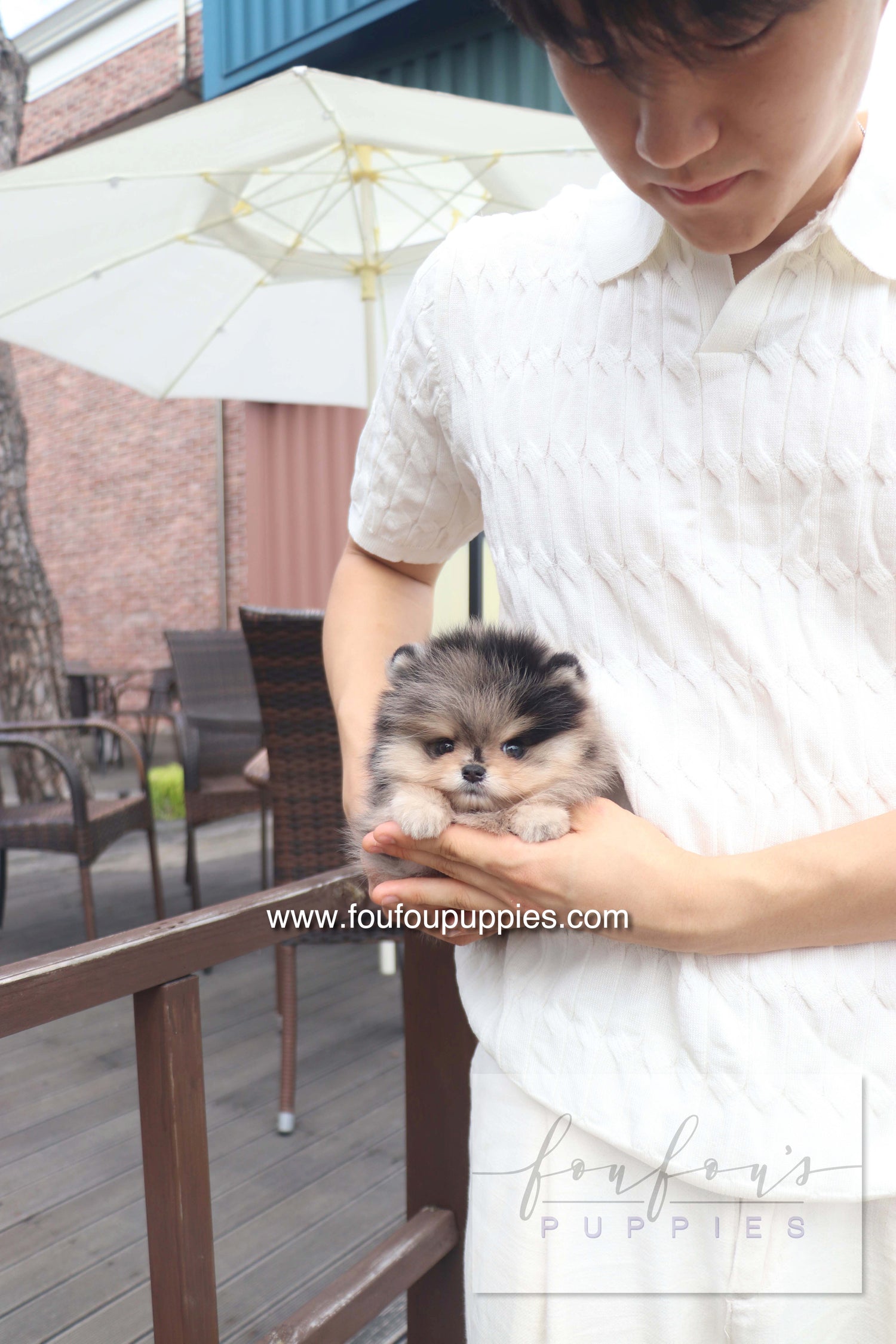Cosmo - Pomeranian M.