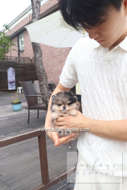 Cosmo - Pomeranian M.