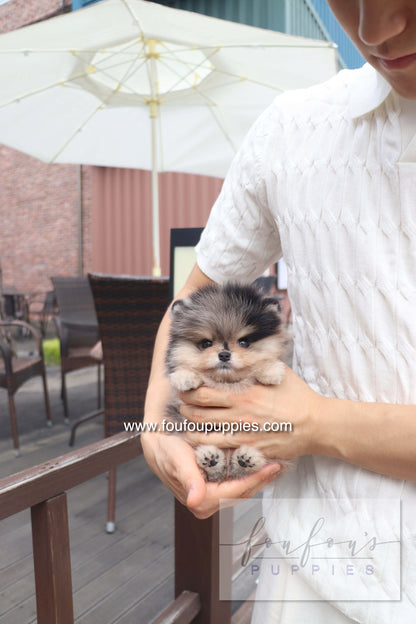 Cosmo - Pomeranian M.