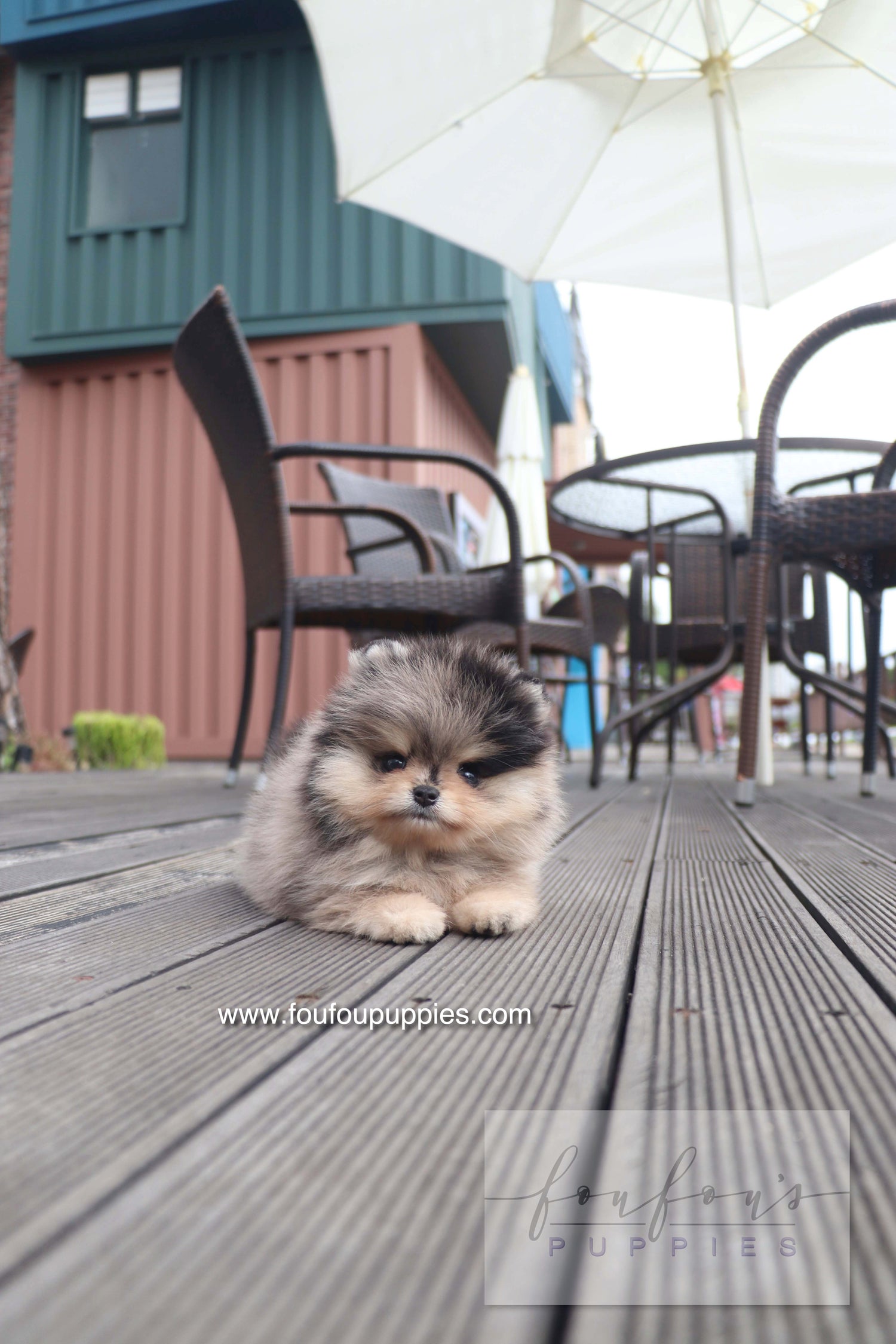 Cosmo - Pomeranian M.