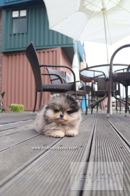 Cosmo - Pomeranian M.