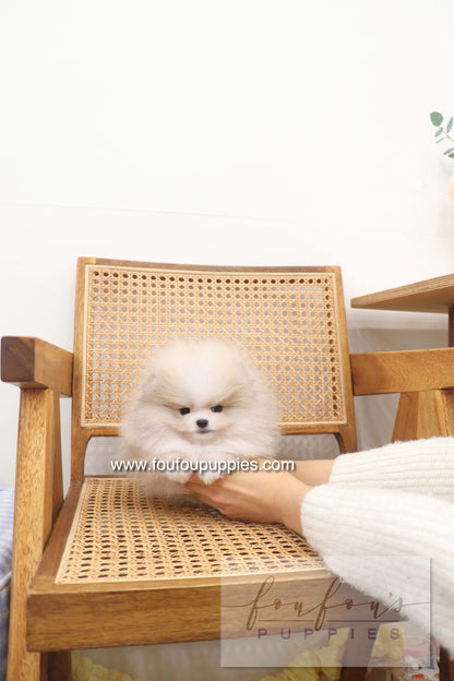 Thor - Pomeranian M.