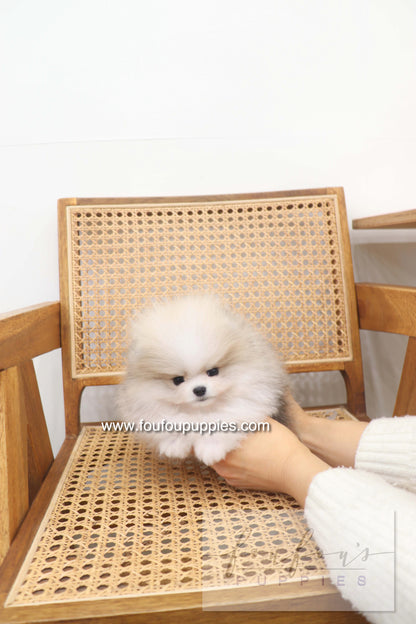 Thor - Pomeranian M.