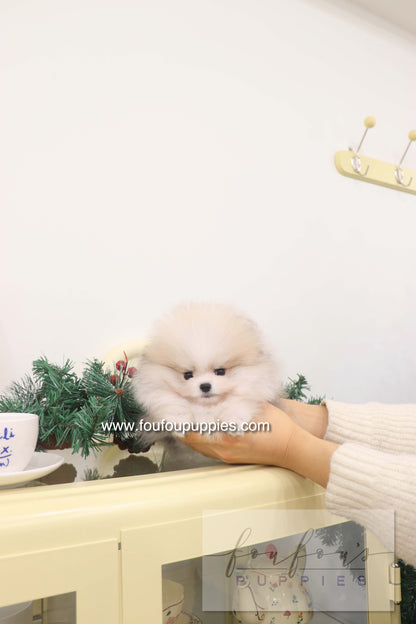 Thor - Pomeranian M.