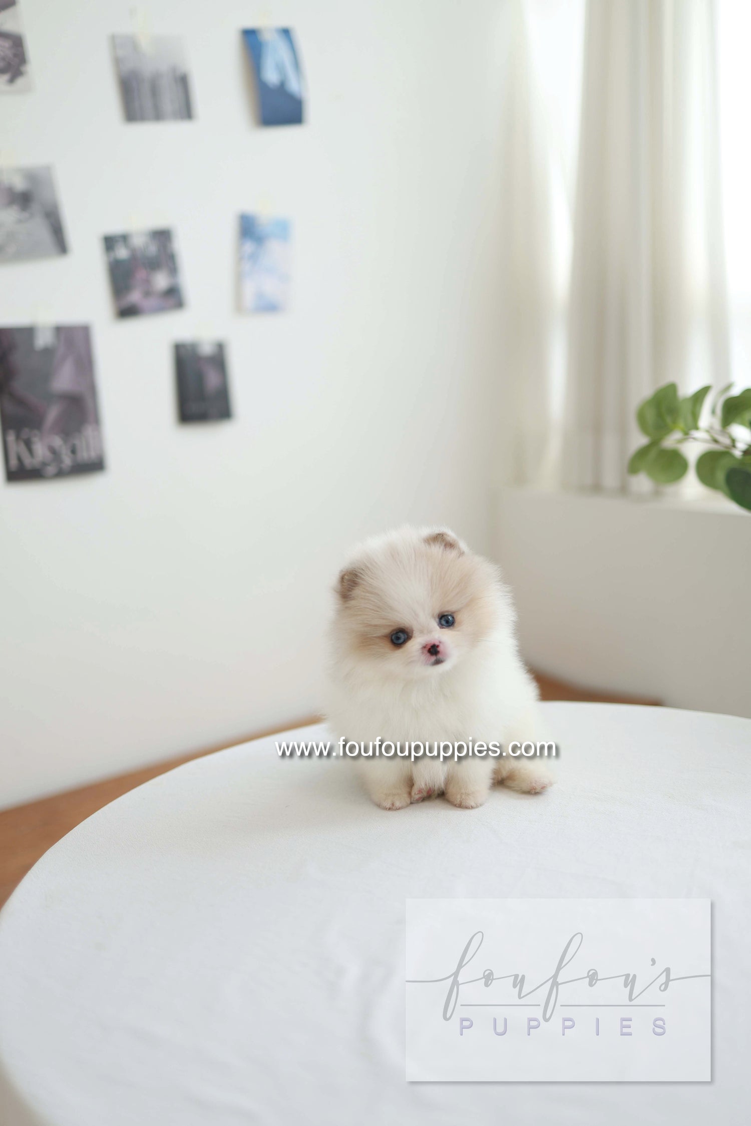 Star - Pomeranian F.