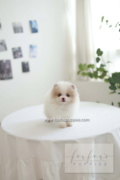Star - Pomeranian F.