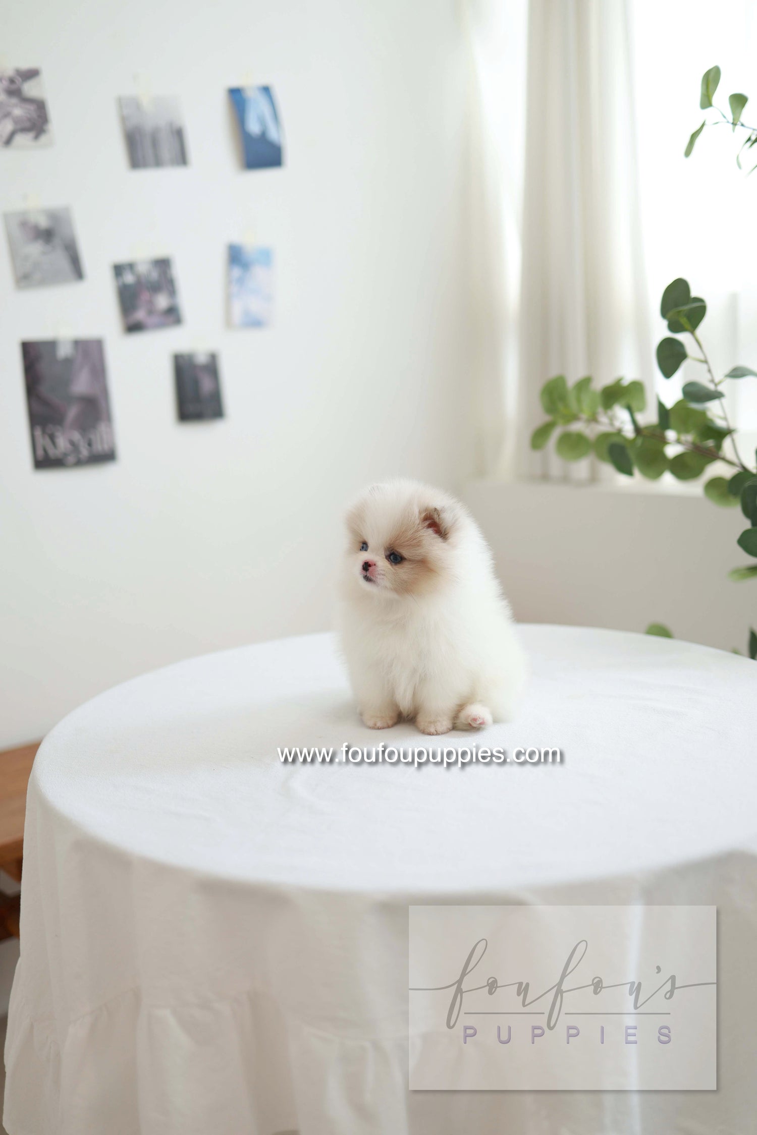 Star - Pomeranian F.